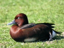 Baer's Pochard (WWT Slimbridge April 2011) - pic by Nigel Key